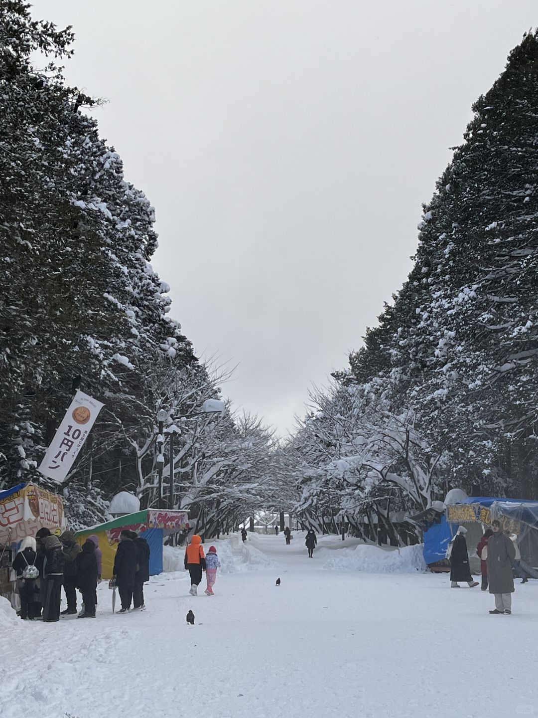 Sapporo/Hokkaido-Hokkaido Jingu Shrine a hundred times more beautiful than the Biei Christmas tree!Free of  hot tea!