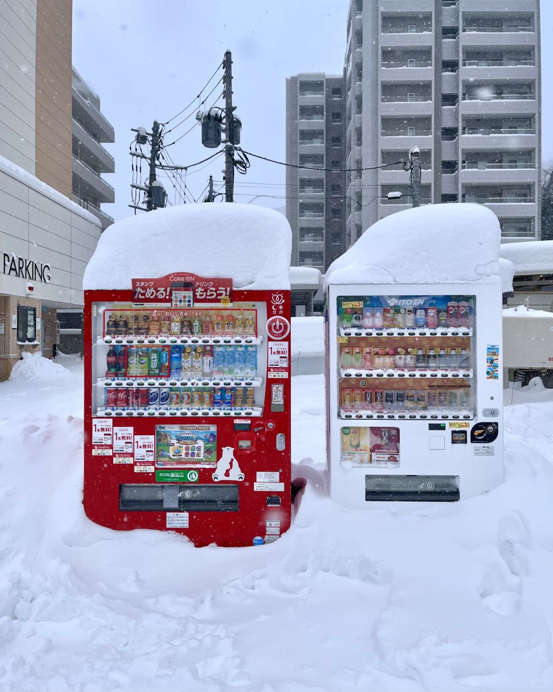 Sapporo/Hokkaido-Hokkaido Jingu Shrine a hundred times more beautiful than the Biei Christmas tree!Free of  hot tea!