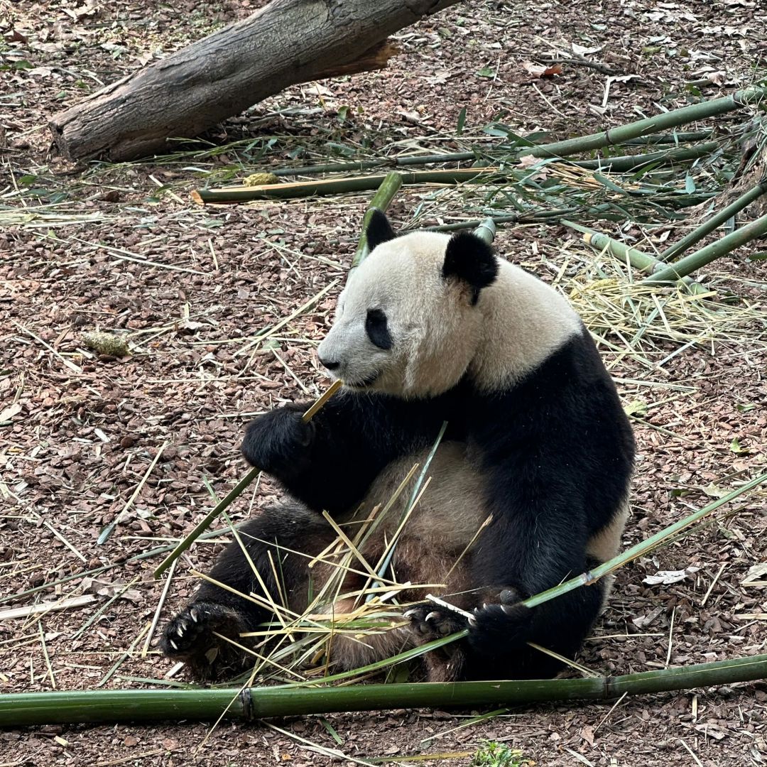 Sichuan-A travel guide book made by locals in Chengdu! You must watch before go to Chengdu!