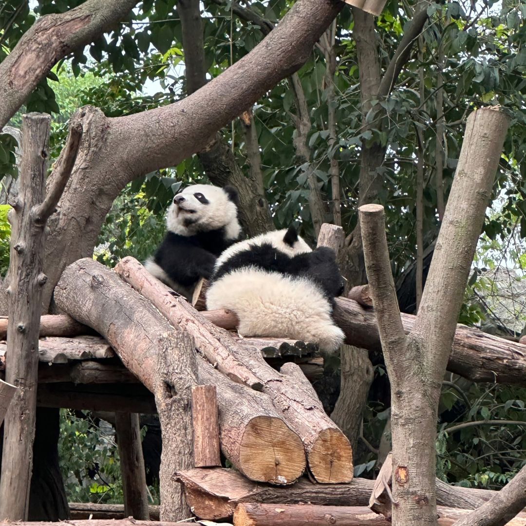 Sichuan-A travel guide book made by locals in Chengdu! You must watch before go to Chengdu!