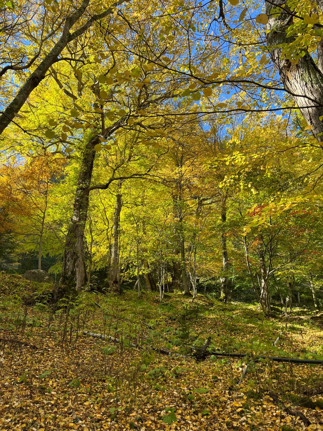 Sapporo/Hokkaido-Volcanic Trek from Asahidake to Kurodake: An Unforgettable Autumn Adventure with half the price