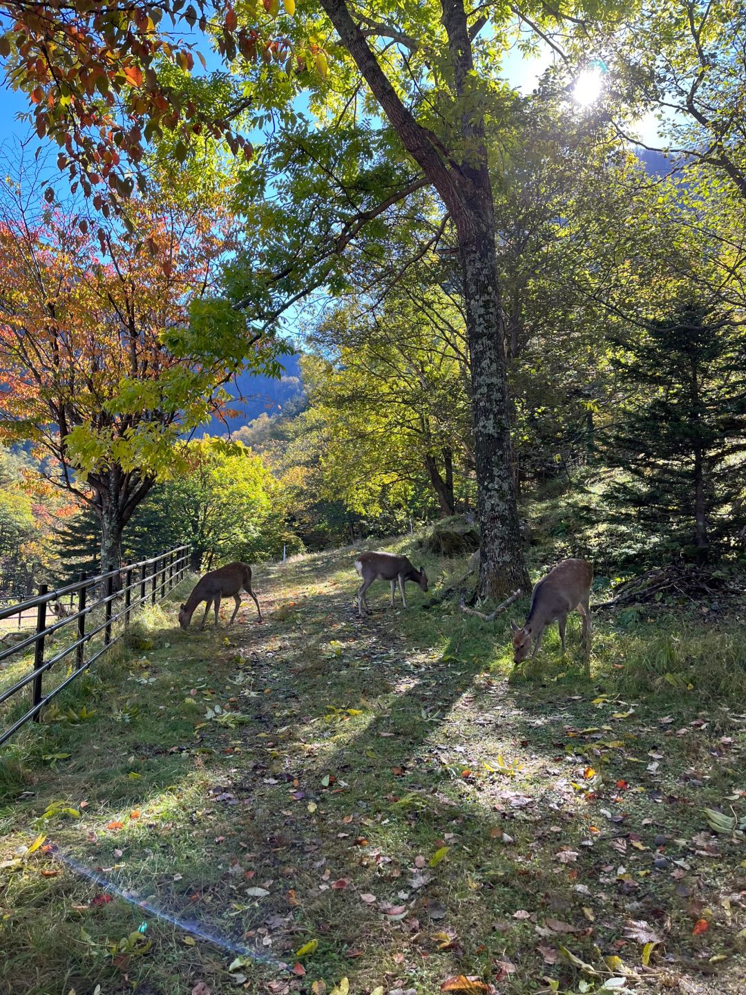 Sapporo/Hokkaido-Volcanic Trek from Asahidake to Kurodake: An Unforgettable Autumn Adventure with half the price