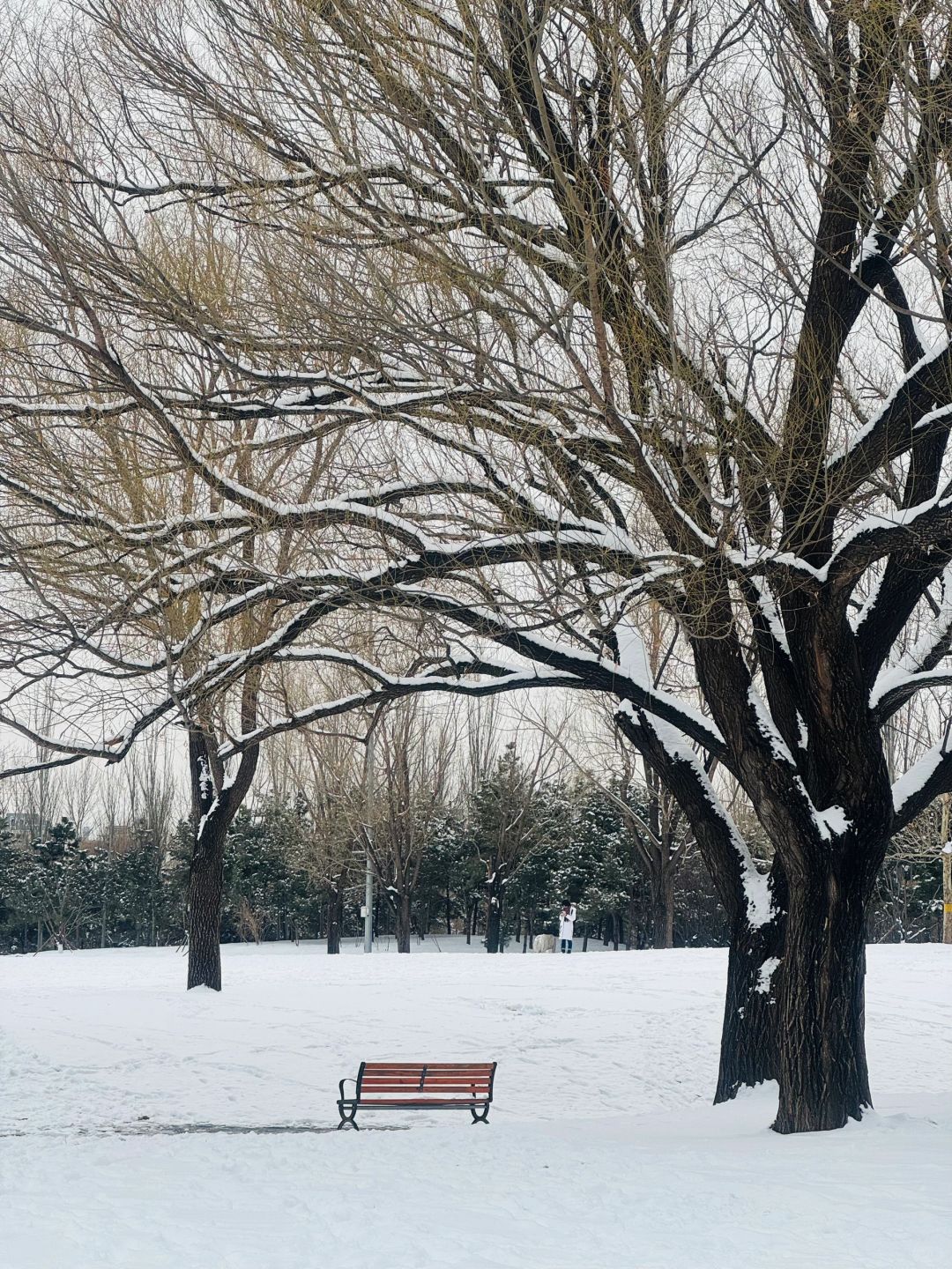 Beijing/Tianjin-Beijing is so vibrant after the snow, and the Forbidden City is even more beautiful！