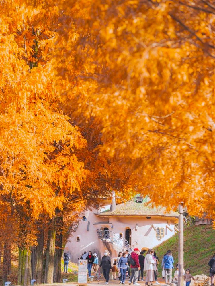 Tokyo-It’s really not Europe! Enjoying autumn in the suburbs of Tokyo, ther