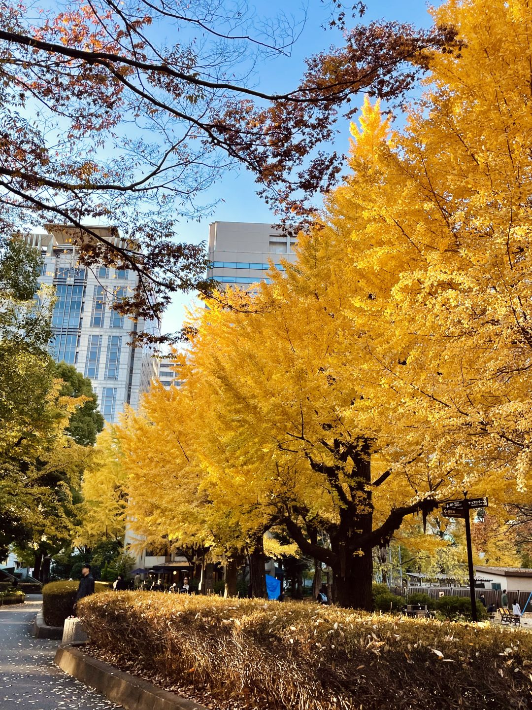 Tokyo-Hibiya Park in Tokyo, Japan, has beautiful scenery, not many people, and no tickets are required