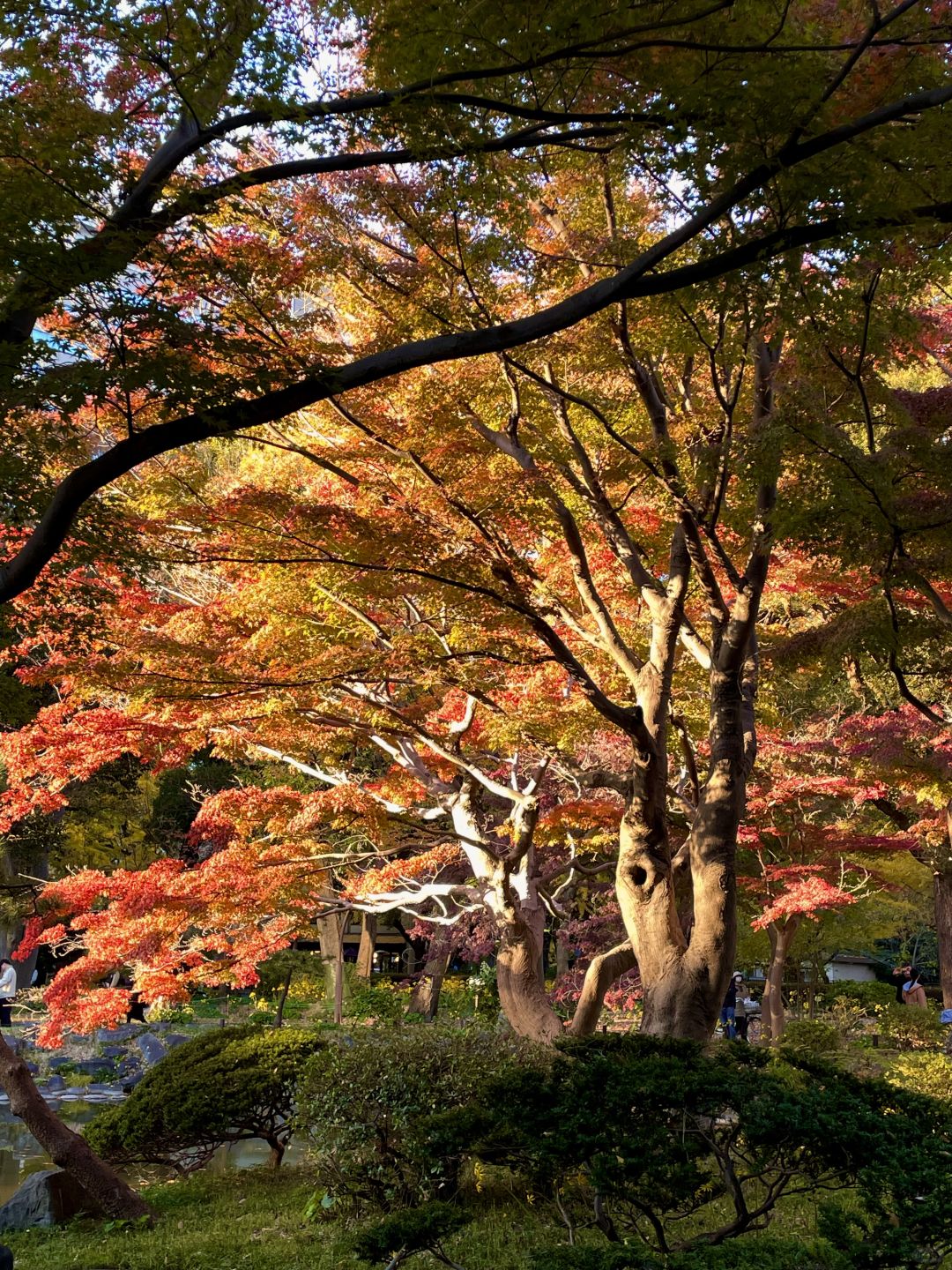 Tokyo-Hibiya Park in Tokyo, Japan, has beautiful scenery, not many people, and no tickets are required