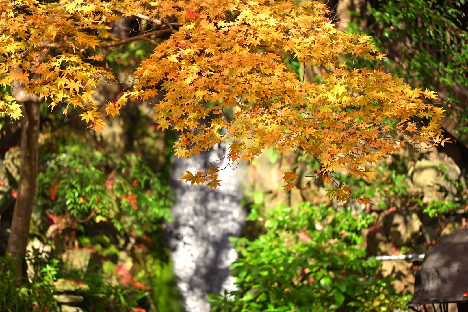 Osaka-Guide to viewing maple leaves in Osaka's Yumen Park🍁Come and check it