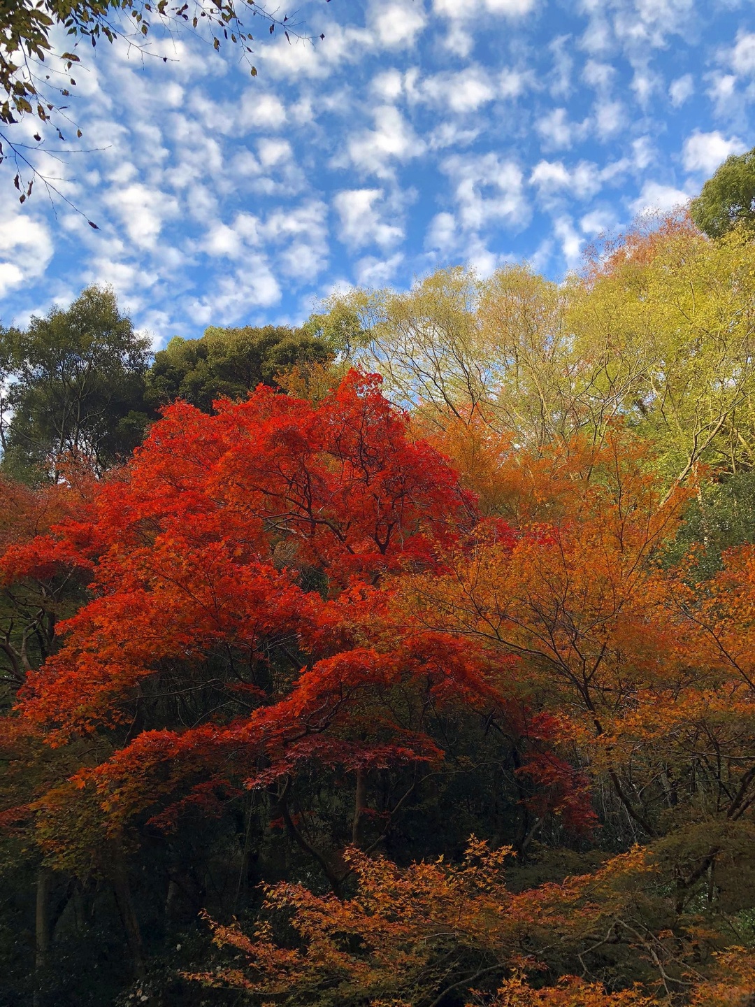 Osaka-Guide to viewing maple leaves in Osaka's Yumen Park🍁Come and check it