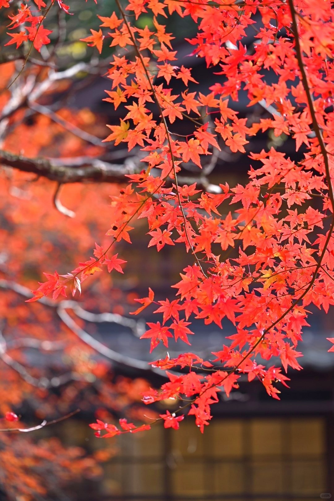 Osaka-Guide to viewing maple leaves in Osaka's Yumen Park🍁Come and check it