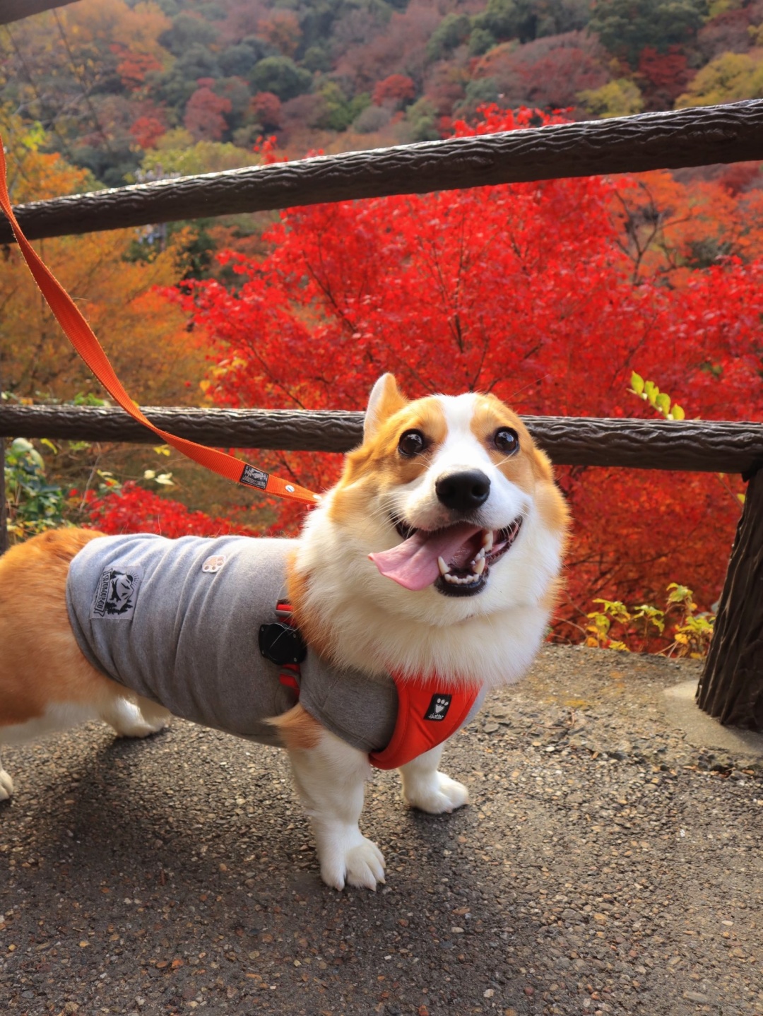 Osaka-Guide to viewing maple leaves in Osaka's Yumen Park🍁Come and check it