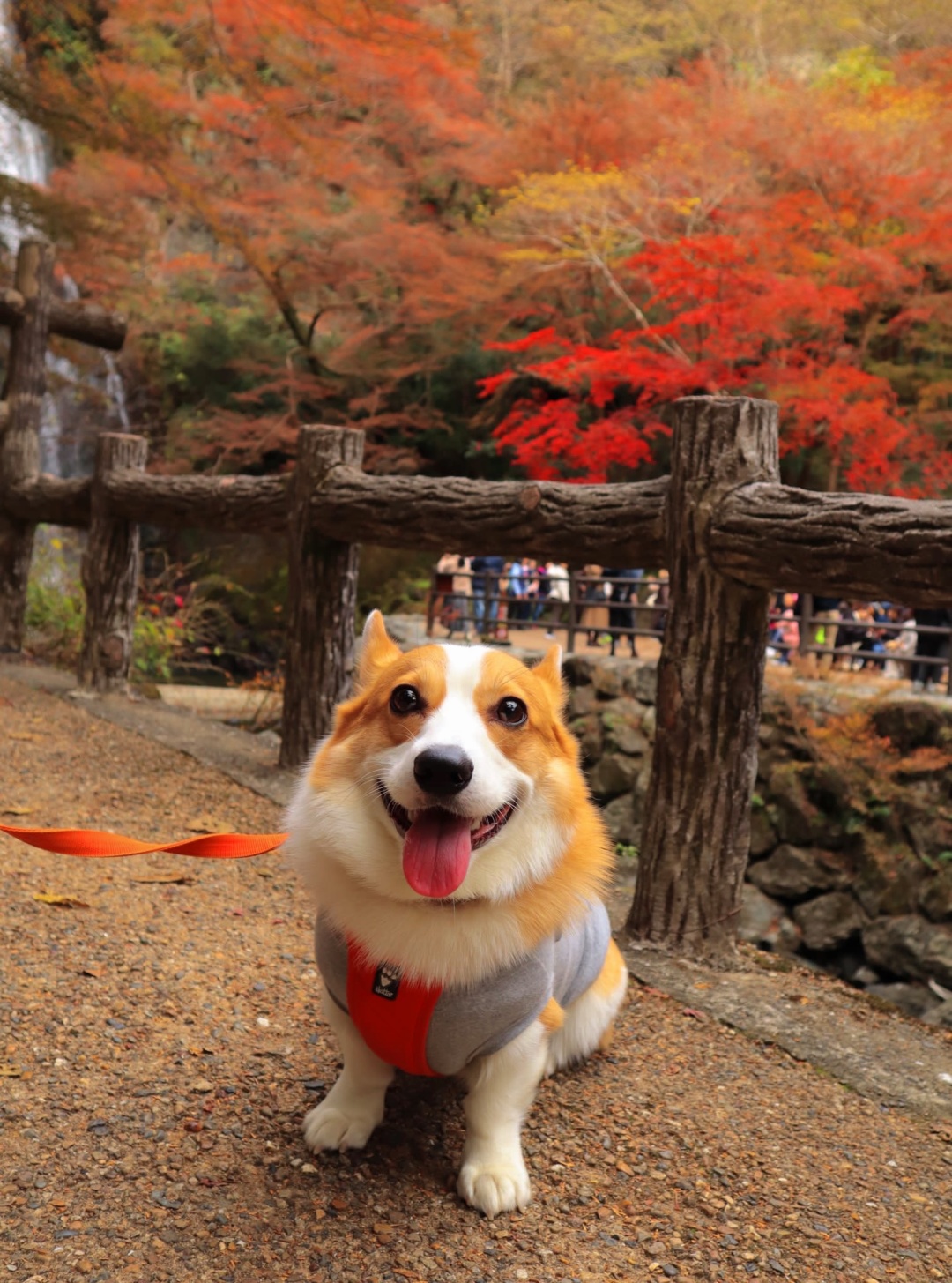 Osaka-Guide to viewing maple leaves in Osaka's Yumen Park🍁Come and check it