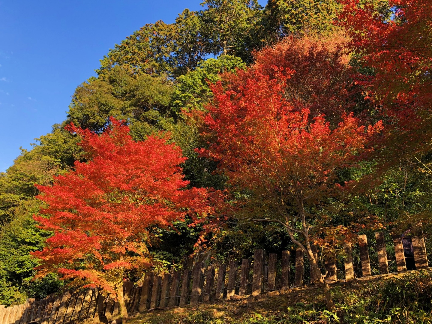 Osaka-Guide to viewing maple leaves in Osaka's Yumen Park🍁Come and check it