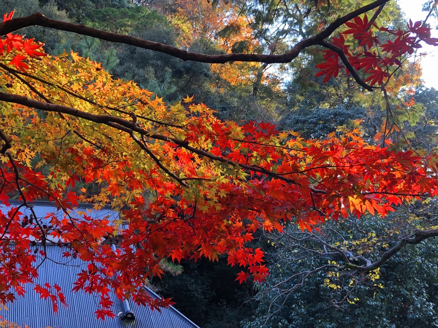 Osaka-Guide to viewing maple leaves in Osaka's Yumen Park🍁Come and check it