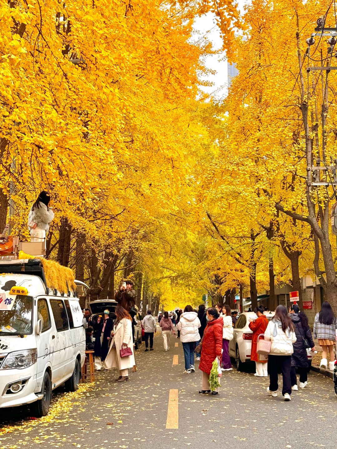 Chengdu/Chongqing-12.12 real shot! You can also enjoy free ginkgo viewing in the Chengdu！