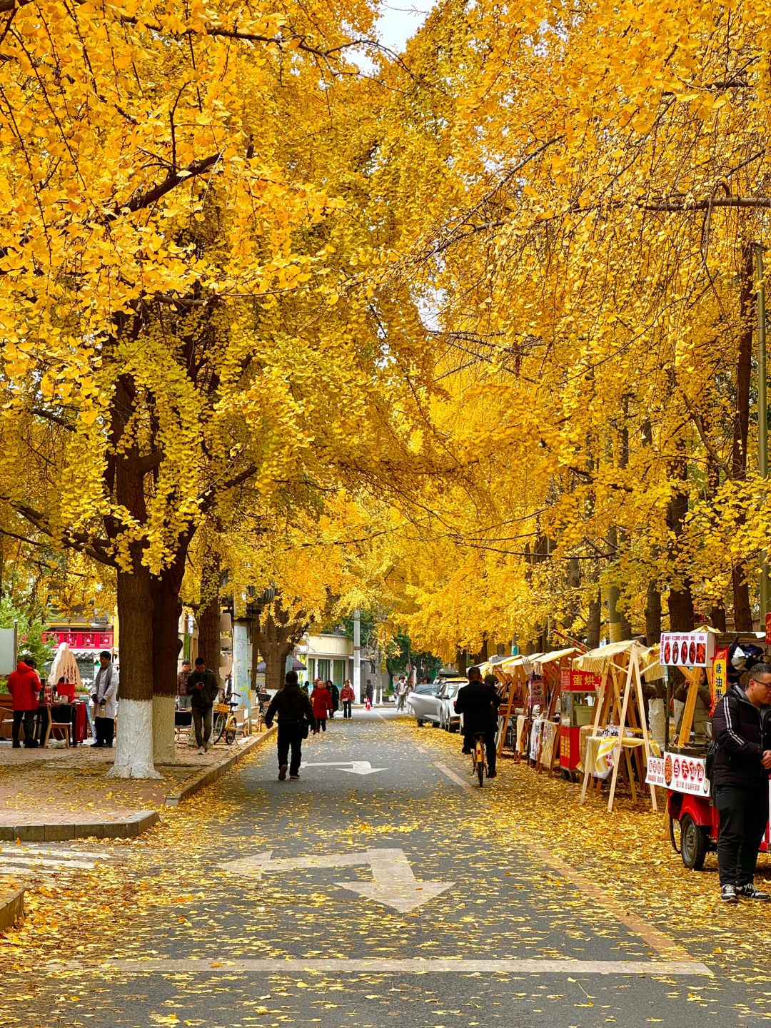 Chengdu/Chongqing-12.12 real shot! You can also enjoy free ginkgo viewing in the Chengdu！