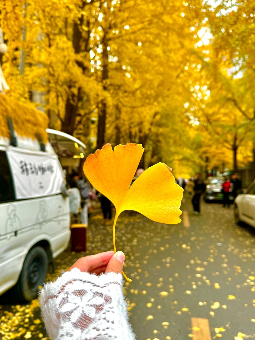 Chengdu/Chongqing-12.12 real shot! You can also enjoy free ginkgo viewing in the Chengdu！