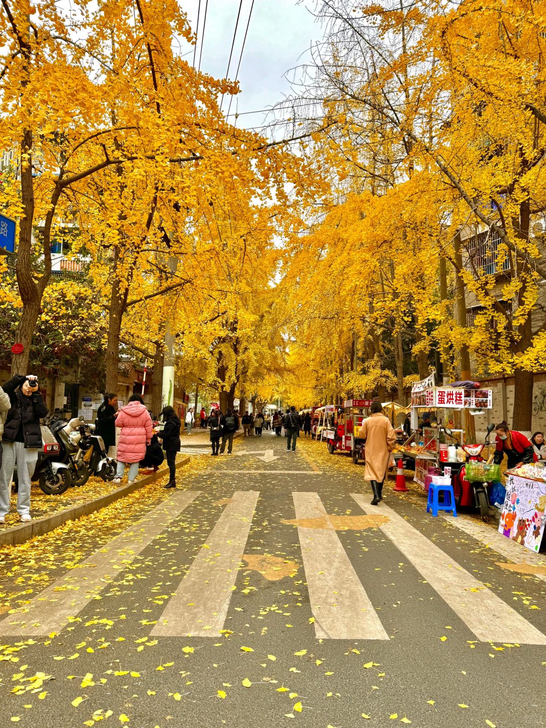 Chengdu/Chongqing-12.12 real shot! You can also enjoy free ginkgo viewing in the Chengdu！