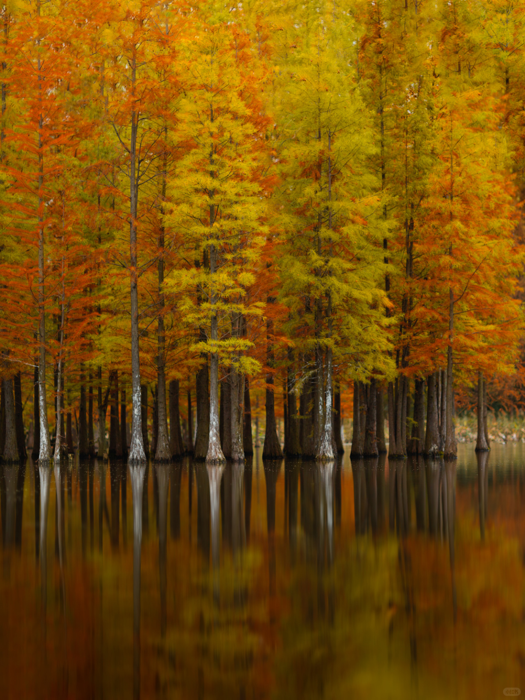 Sichuan-Chengdu Egret Bay Wetland Park | Metasequoia Colorful Forest