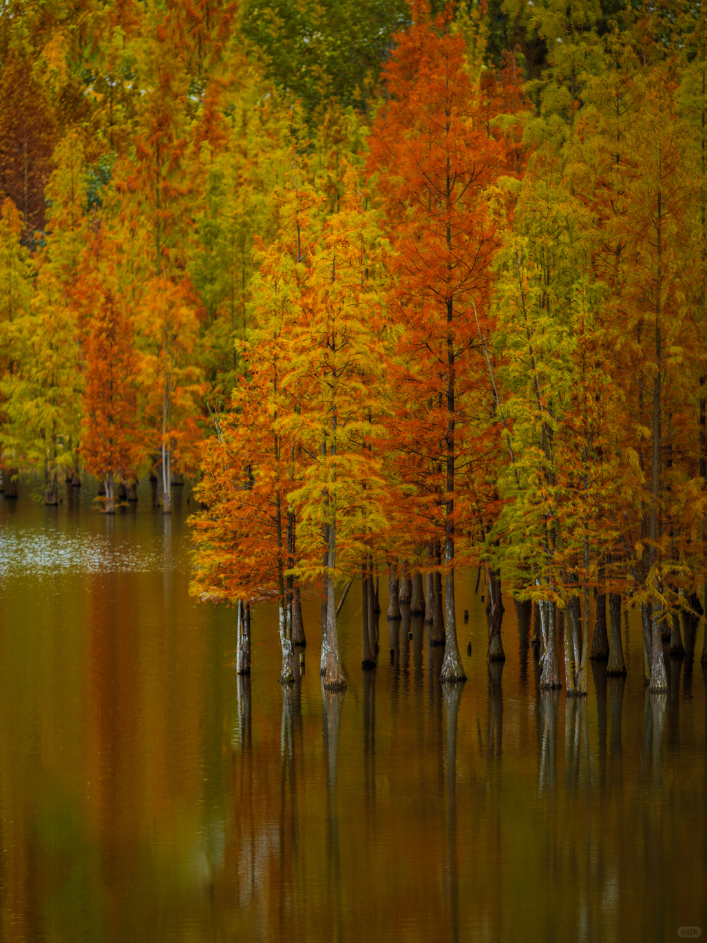 Sichuan-Chengdu Egret Bay Wetland Park | Metasequoia Colorful Forest