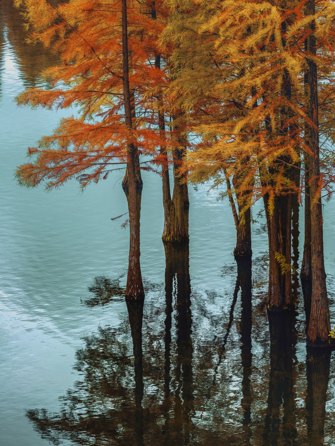 Sichuan-Chengdu Egret Bay Wetland Park | Metasequoia Colorful Forest