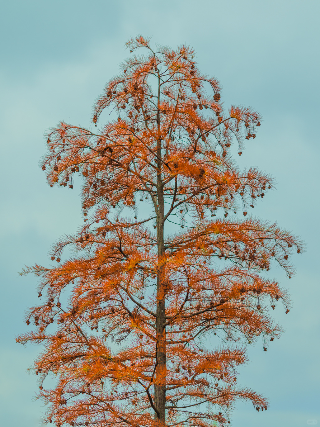 Sichuan-Chengdu Egret Bay Wetland Park | Metasequoia Colorful Forest