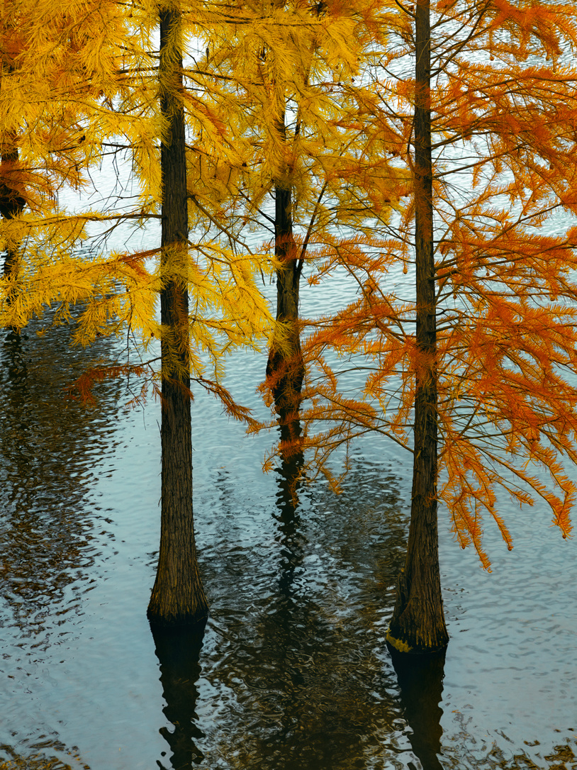 Sichuan-Chengdu Egret Bay Wetland Park | Metasequoia Colorful Forest