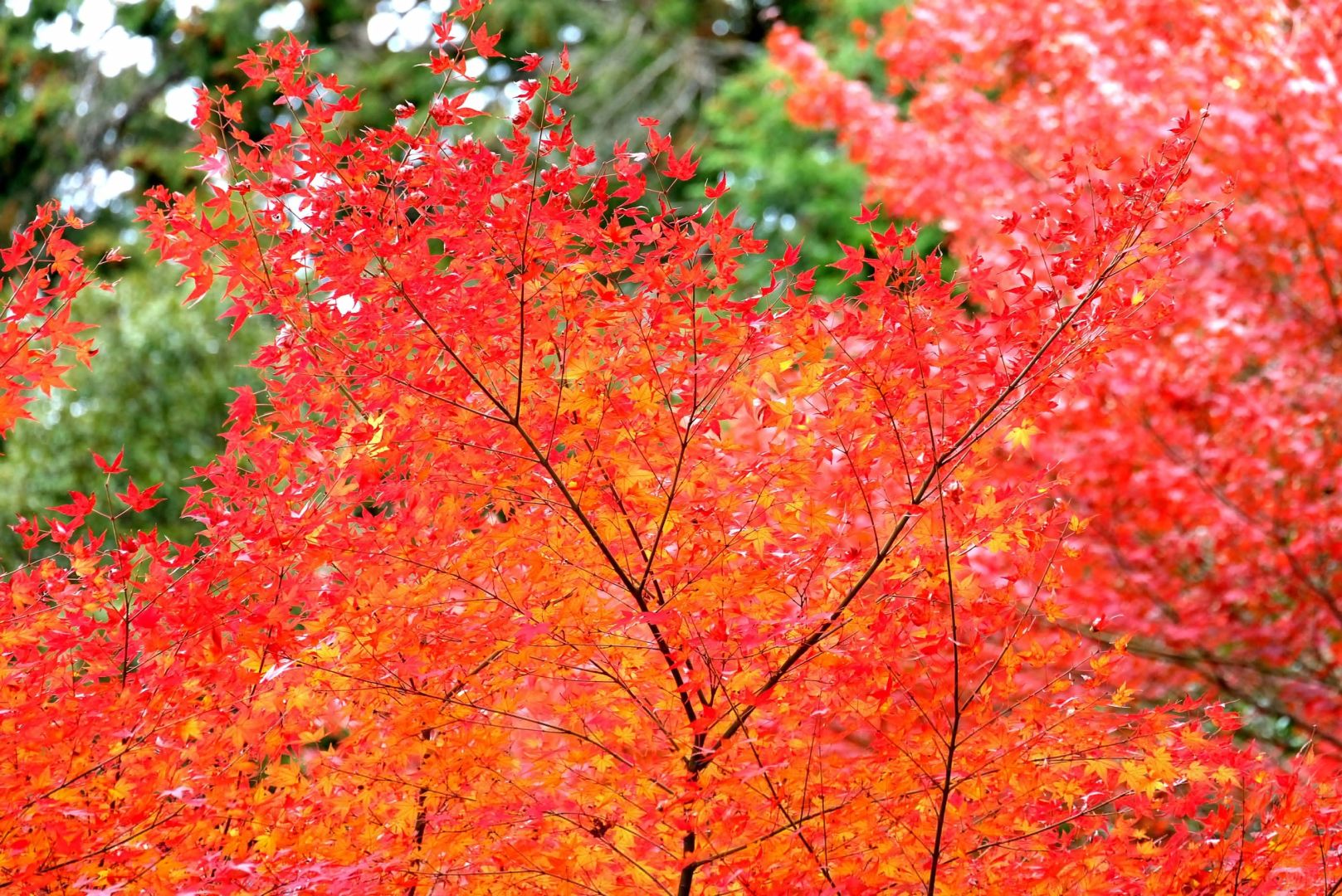 Osaka-Guide to viewing maple leaves in Osaka's Yumen Park:Minoh Waterfall,Botanical Garden,Suspension Bridge