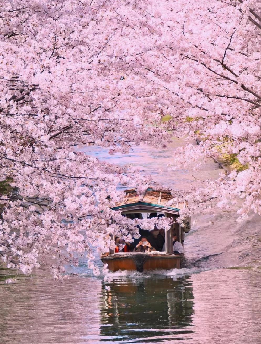 Osaka-Cherry Blossom Viewing points--Osaka Castle Park,Kiyomizudera Temple,Nara Park,Expo Commemorative Park