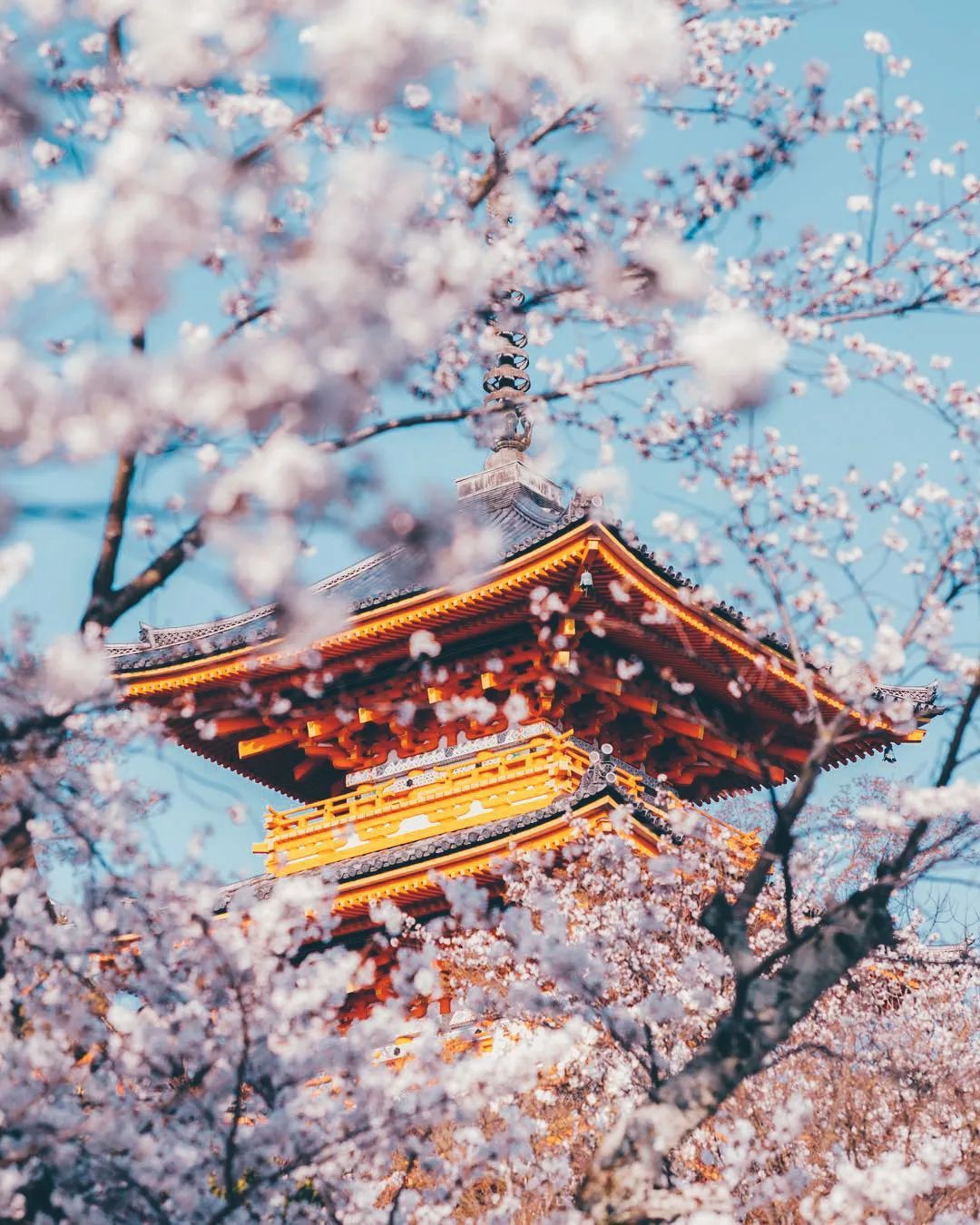 Osaka-Cherry Blossom Viewing points--Osaka Castle Park,Kiyomizudera Temple,Nara Park,Expo Commemorative Park