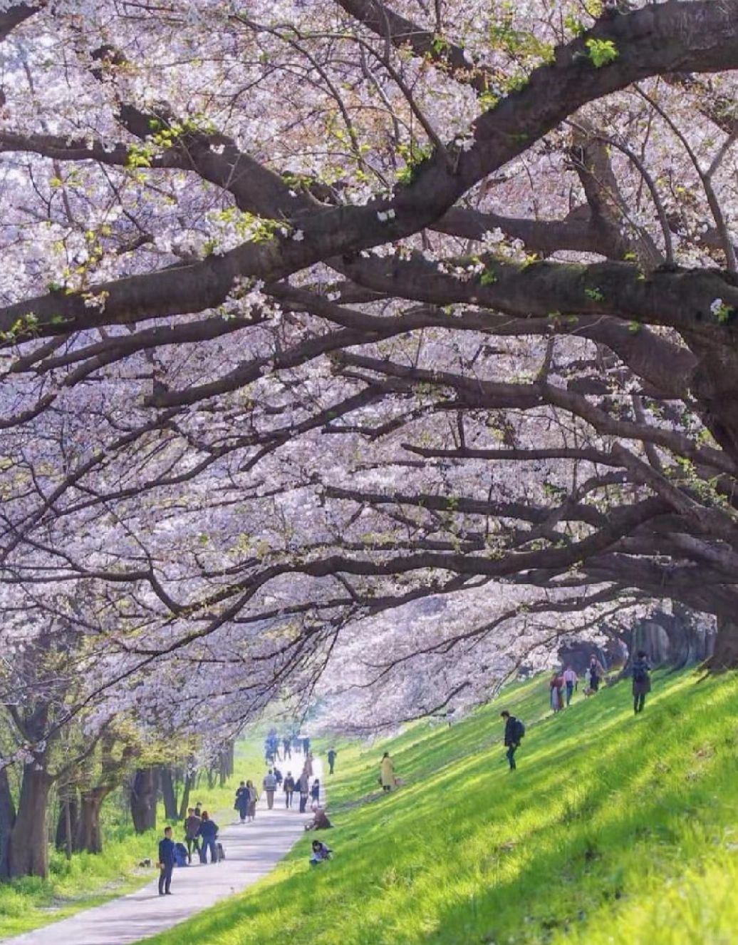 Osaka-Cherry Blossom Viewing points--Osaka Castle Park,Kiyomizudera Temple,Nara Park,Expo Commemorative Park