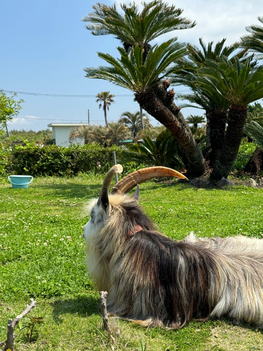 Tokyo-Chiba Tateyama is cheap and quiet;  with many tropical plants and animals