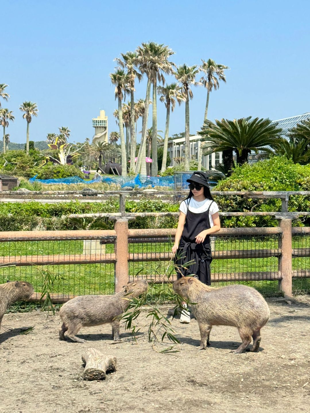 Tokyo-Chiba Tateyama is cheap and quiet;  with many tropical plants and animals