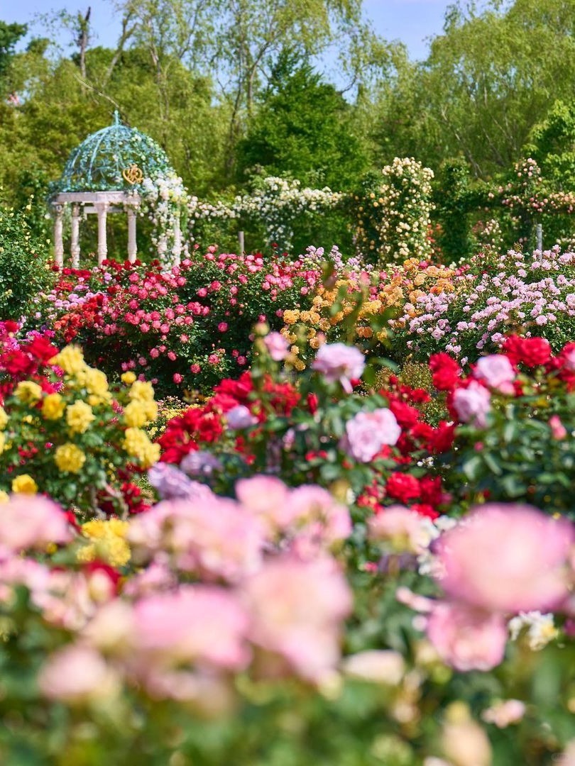 Tokyo-The largest rose theme park in the East region "Keisei Rose Garden''