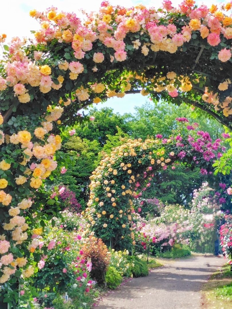 Tokyo-The largest rose theme park in the East region "Keisei Rose Garden''