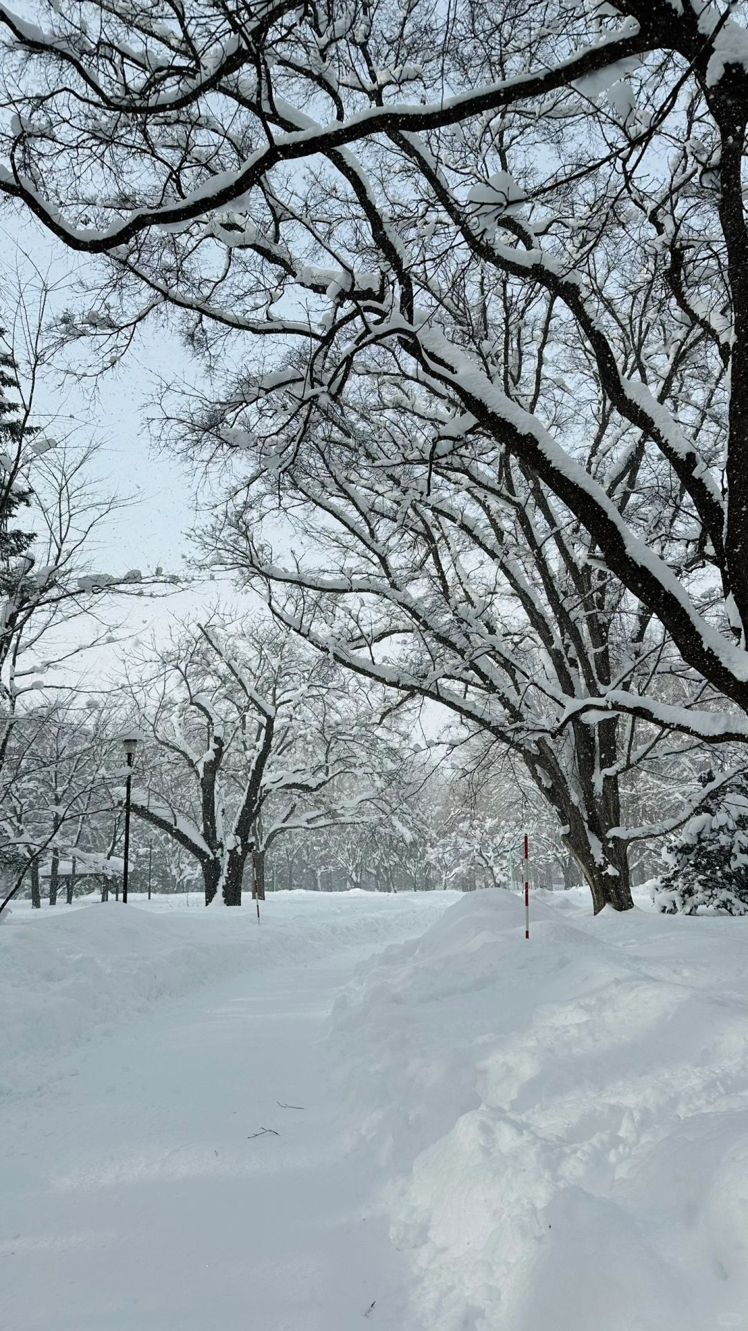 Sapporo/Hokkaido-Sapporo Urban Forest Hiking:Maruyama Park + Hokkaido Shrine + Maruyama Zoo.