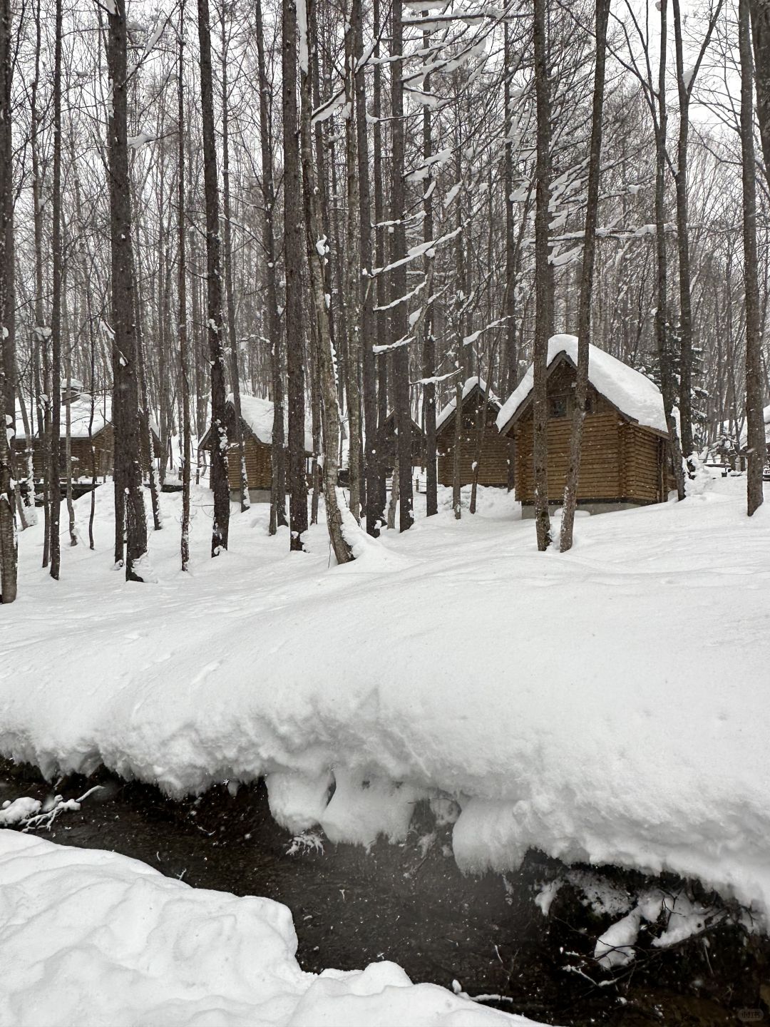 Sapporo/Hokkaido-Walk from  New Furano Prince Hotel to Forest Time,enjoy drinking a cup of coffee ground by yourself and the snow view