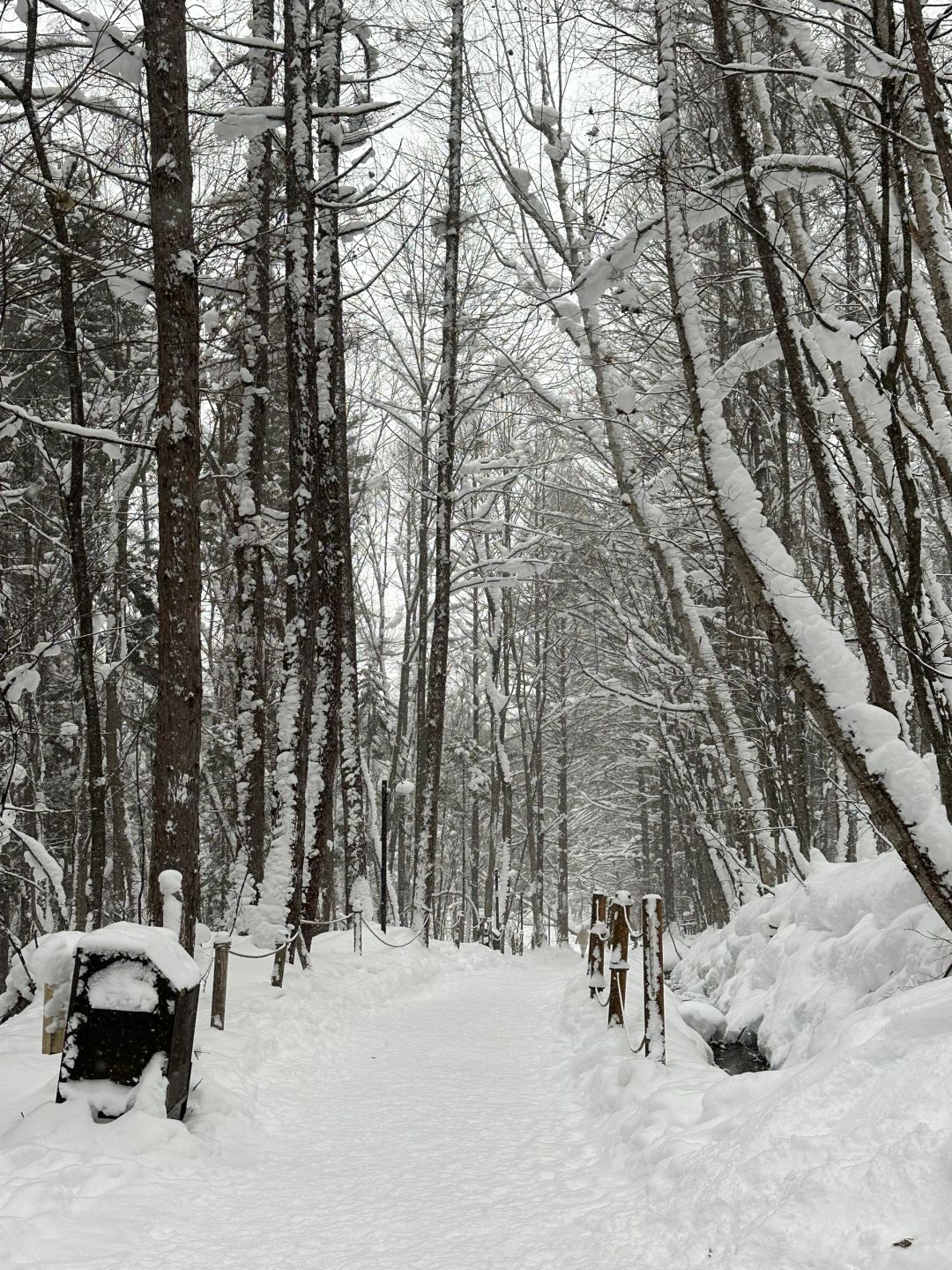 Sapporo/Hokkaido-Walk from  New Furano Prince Hotel to Forest Time,enjoy drinking a cup of coffee ground by yourself and the snow view