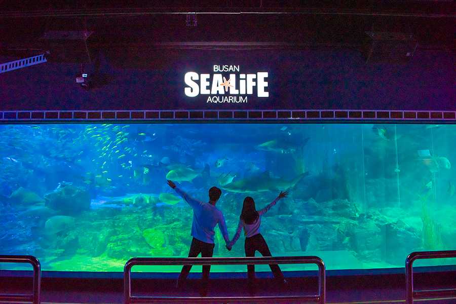 Busan/Jeju-SEA LIFE, Busan Aquarium in South Korea, brings endless excitement to children full of childlike innocence