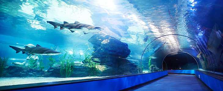 Busan/Jeju-SEA LIFE, Busan Aquarium in South Korea, brings endless excitement to children full of childlike innocence