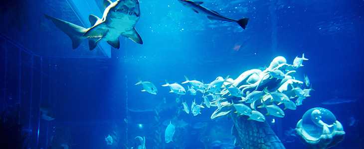 Busan/Jeju-SEA LIFE, Busan Aquarium in South Korea, brings endless excitement to children full of childlike innocence