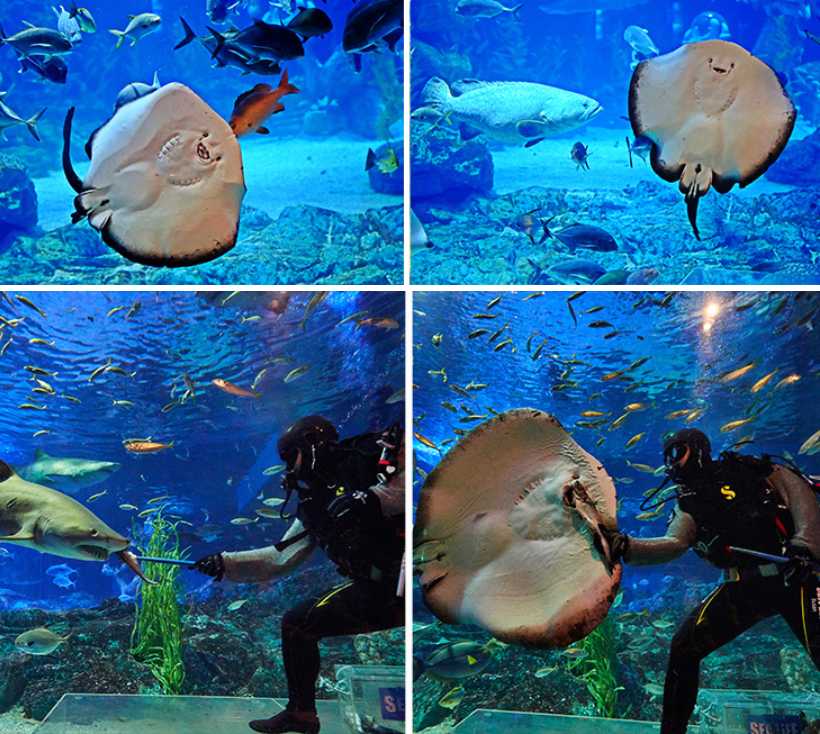 Busan/Jeju-SEA LIFE, Busan Aquarium in South Korea, brings endless excitement to children full of childlike innocence