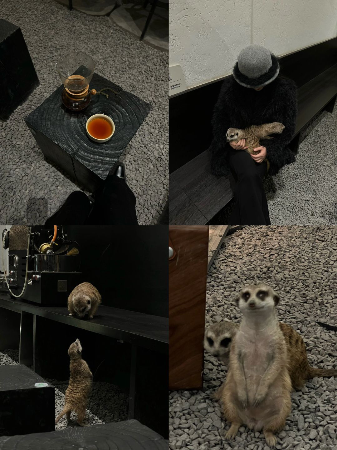 Sichuan-Meet a super cute meerkat in a Chengdu coffee shop! !