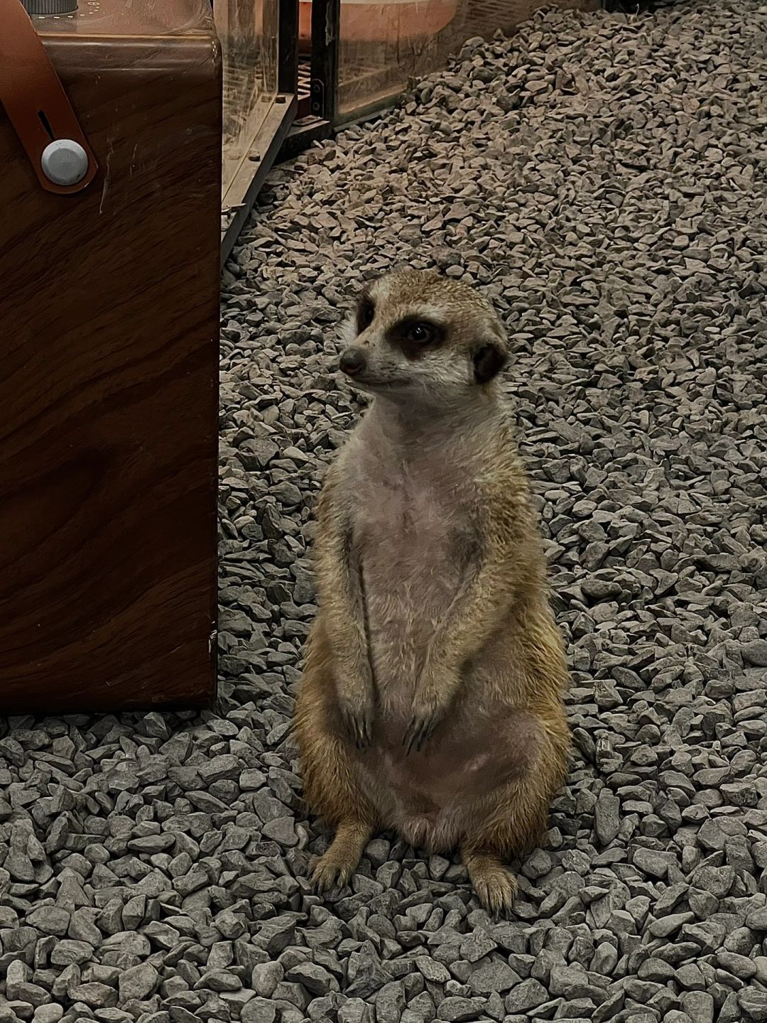 Sichuan-Meet a super cute meerkat in a Chengdu coffee shop! !