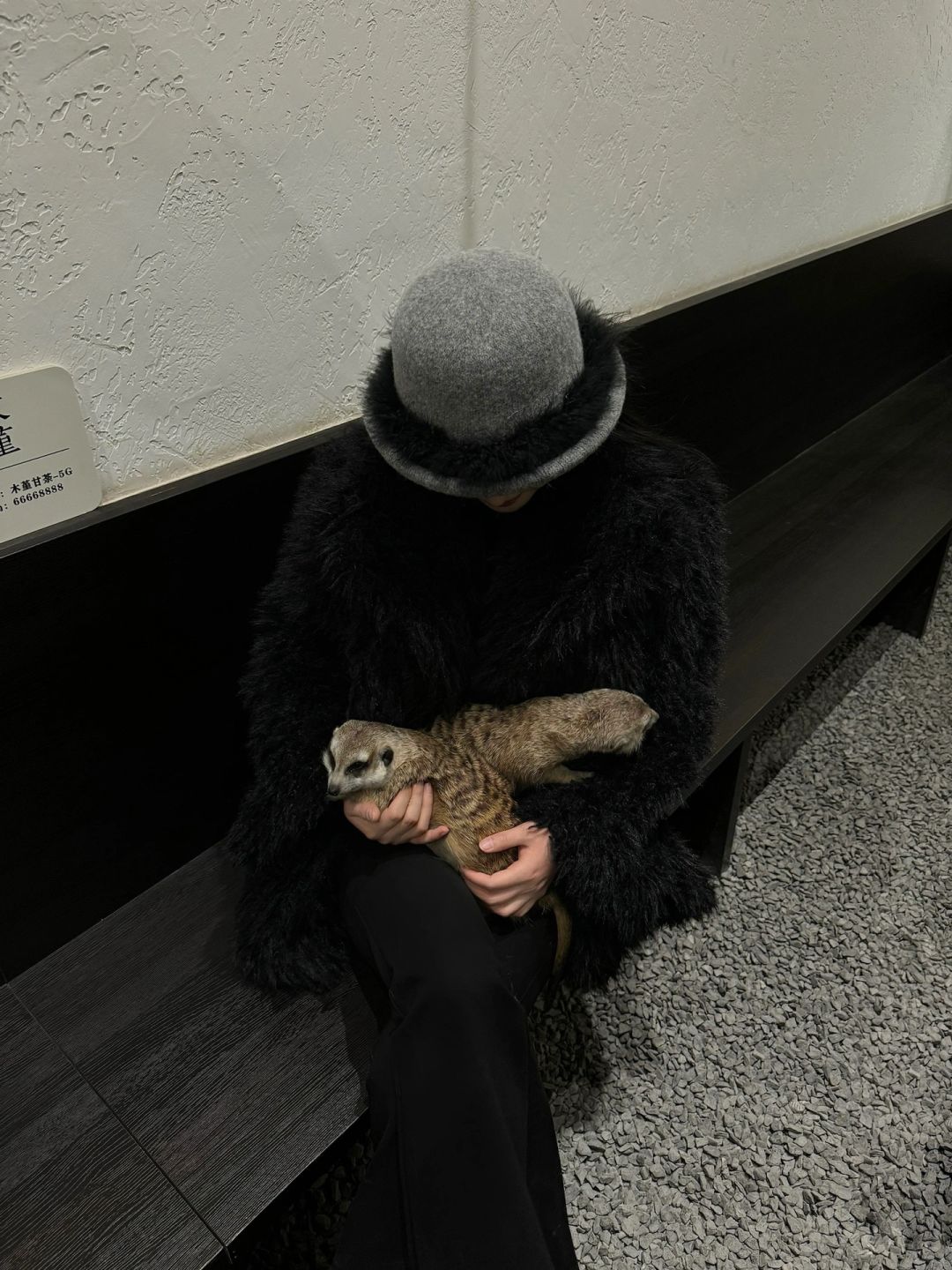 Sichuan-Meet a super cute meerkat in a Chengdu coffee shop! !