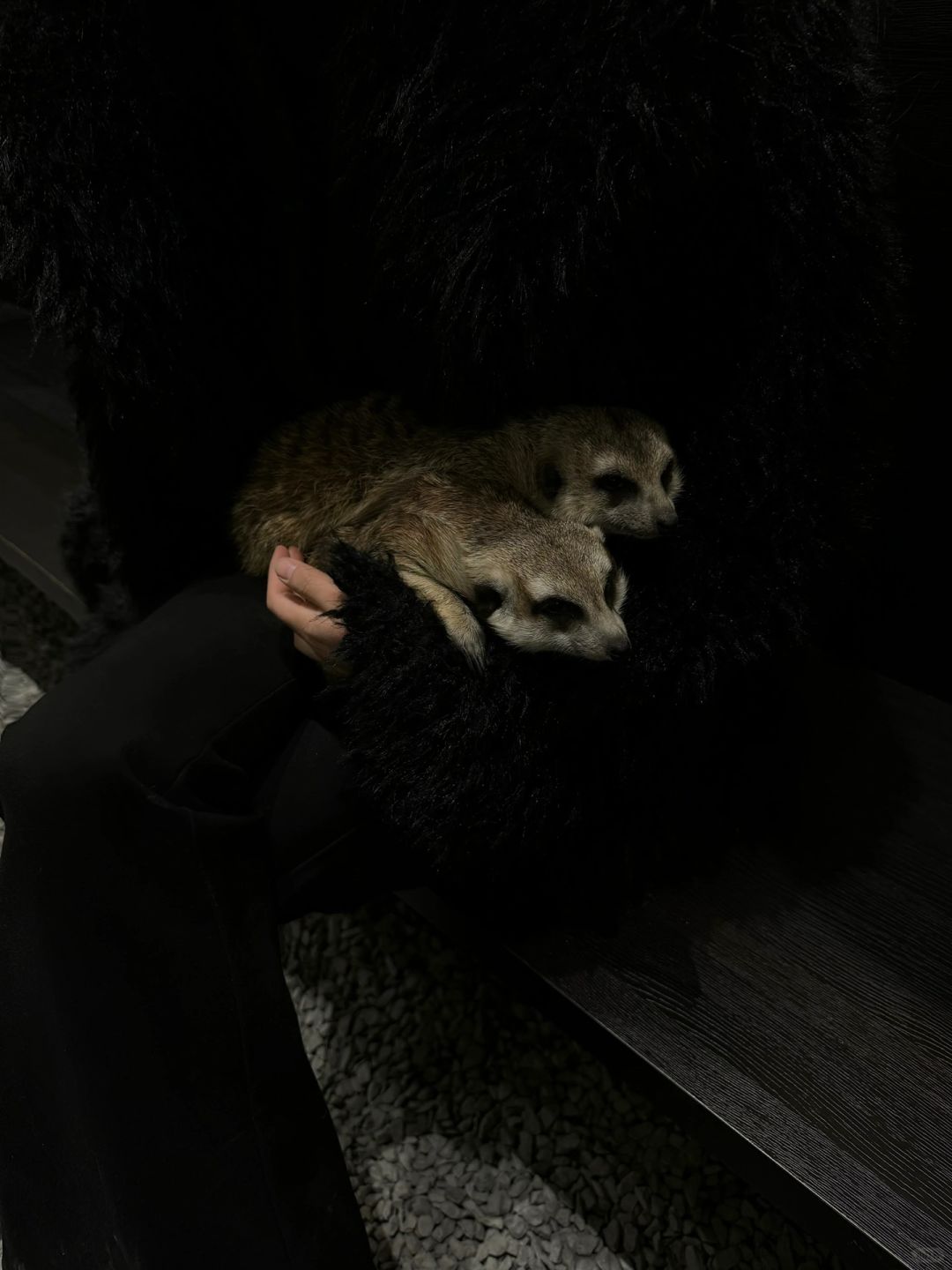 Sichuan-Meet a super cute meerkat in a Chengdu coffee shop! !