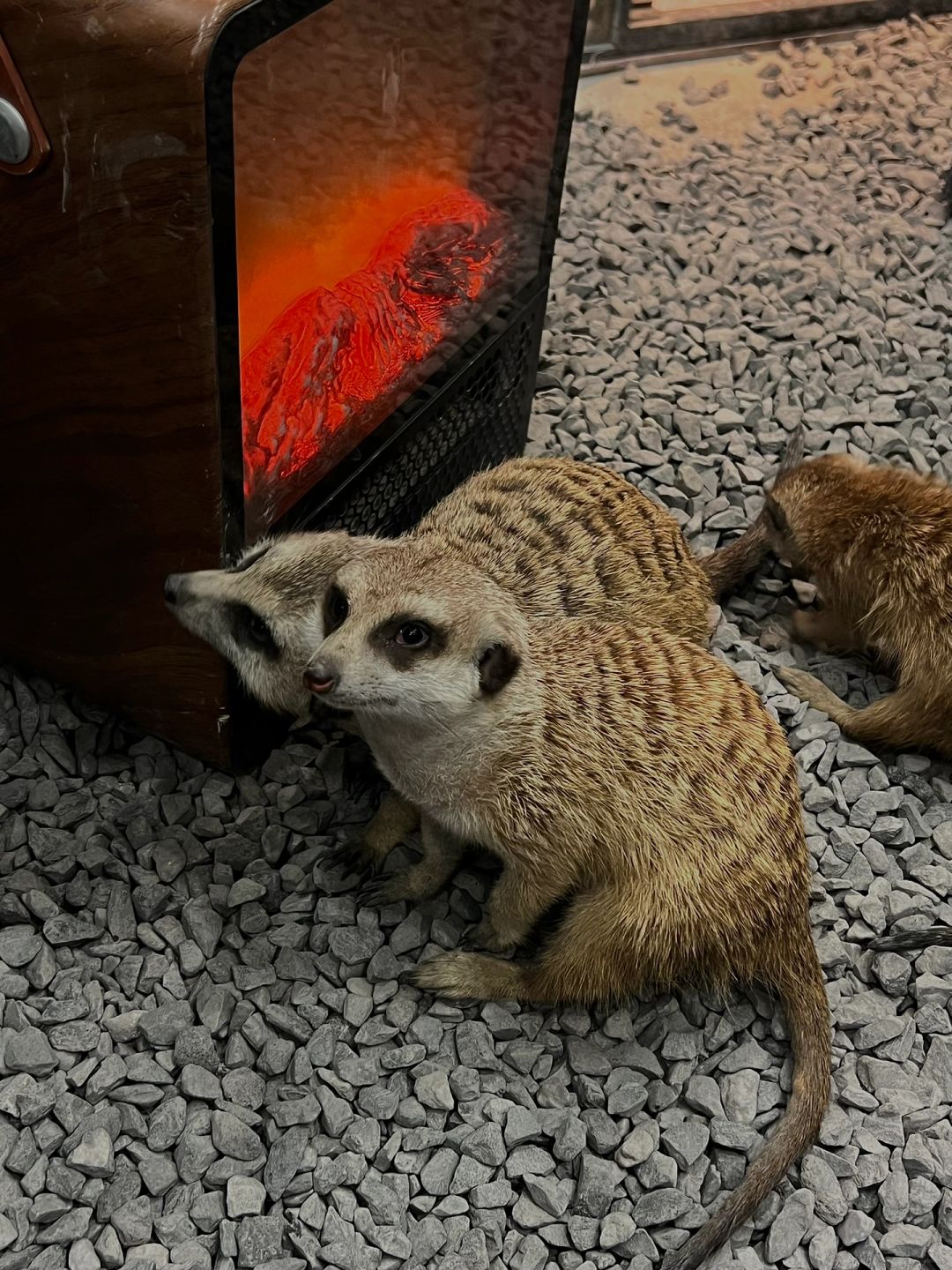 Sichuan-Meet a super cute meerkat in a Chengdu coffee shop! !