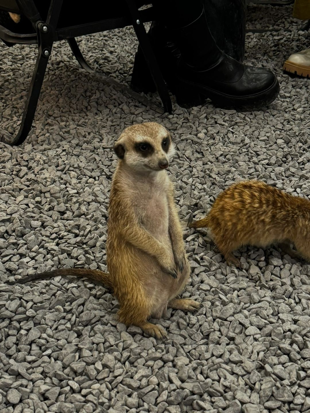 Sichuan-Meet a super cute meerkat in a Chengdu coffee shop! !