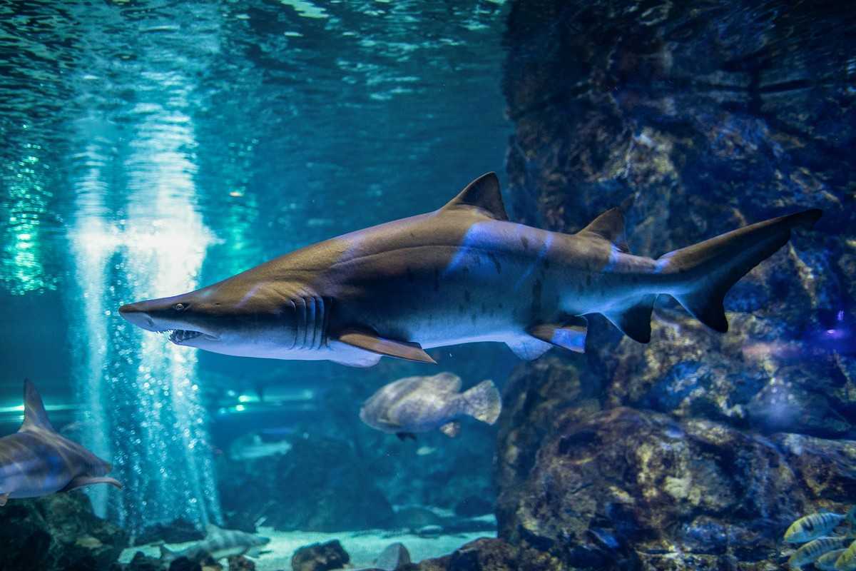 Seoul-Seoul COEX Aquarium, tens of thousands of marine creatures for visitors to enjoy