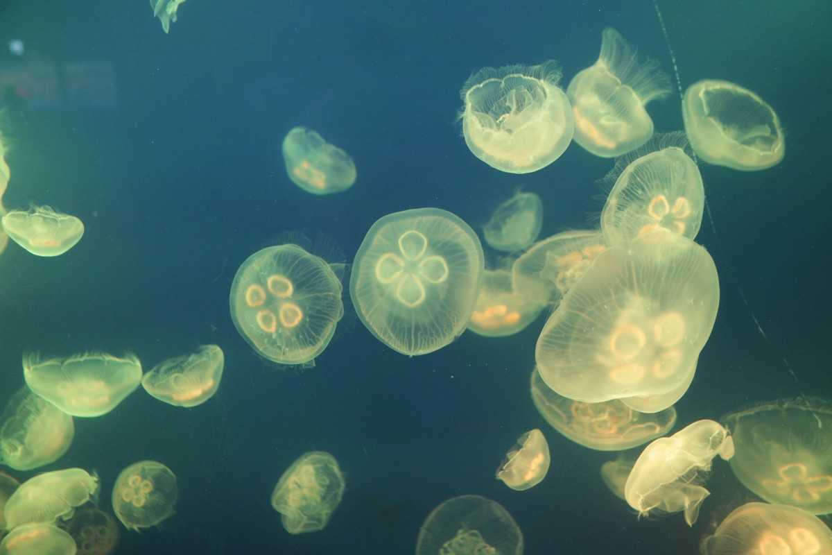 Seoul-Seoul COEX Aquarium, tens of thousands of marine creatures for visitors to enjoy