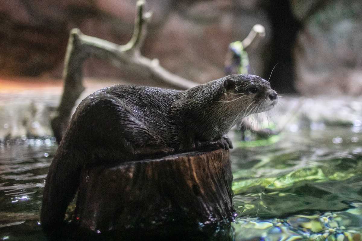 Seoul-Seoul COEX Aquarium, tens of thousands of marine creatures for visitors to enjoy